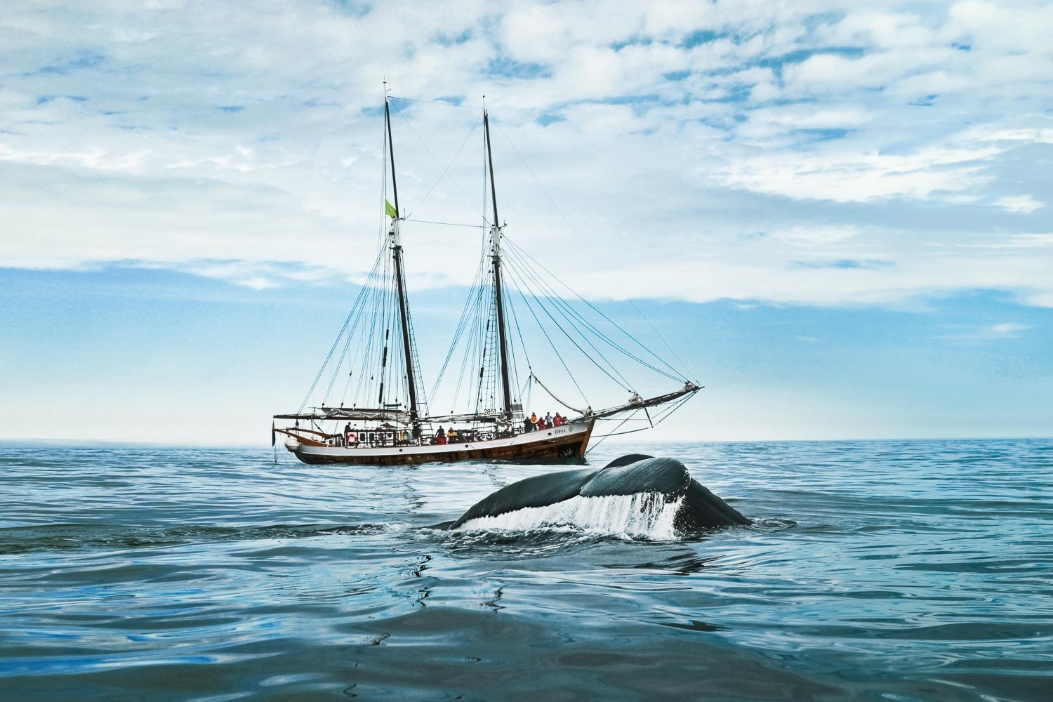 Húsavík Eco-Tour: Whales & Wildlife on Sailboat Opal