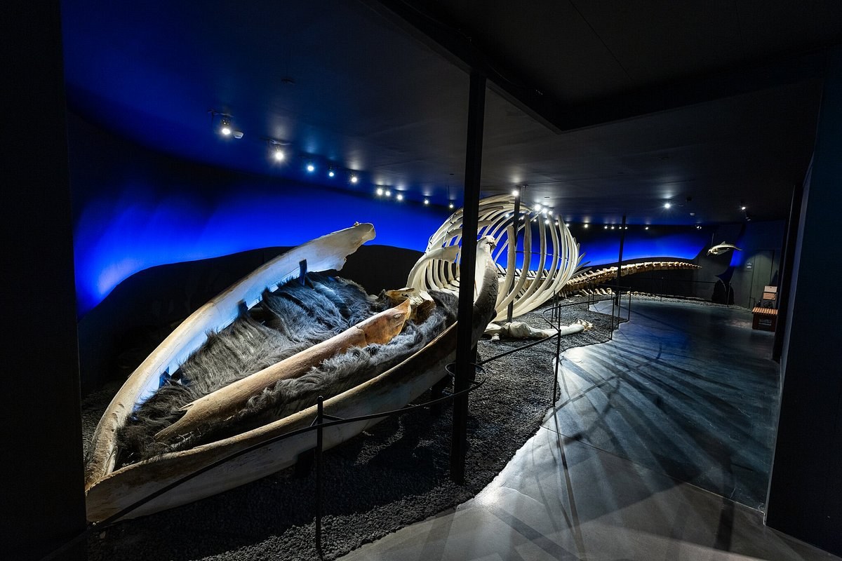 Húsavík Whale Museum: Private Expert-Led Discovery Experience