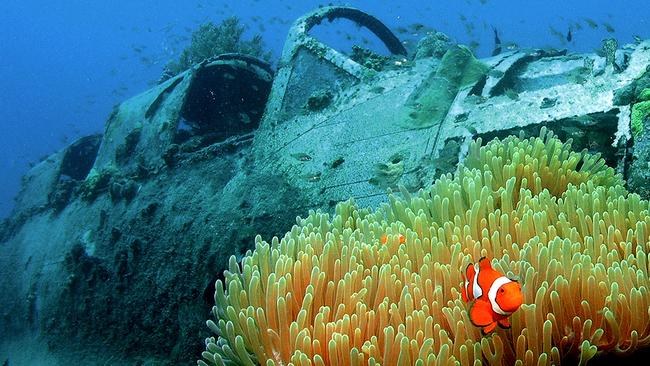 Milne Bay Private Snorkel Safari: Coral Gardens & WWII Wrecks
