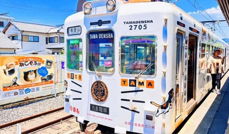 Tama the Cat Stationmaster: Wakayama Electric Railway Private Tour