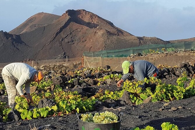 Bodegas Teneguía: Private Wine & Volcanic Terroir Tasting