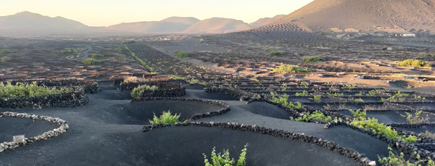 La Geria Wine Valley: Private Tasting at a Lanzarote Bodega