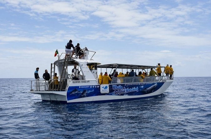 Whale & Dolphin Watch from a Rigid Inflatable — Private Charter