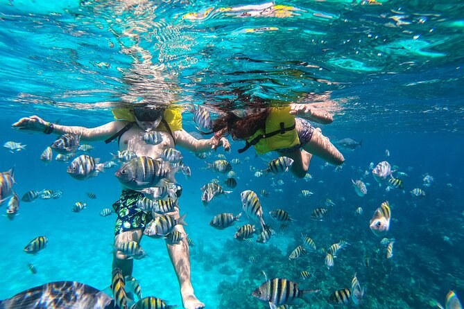 Private Half-Day Snorkel & Reef Exploration, West End
