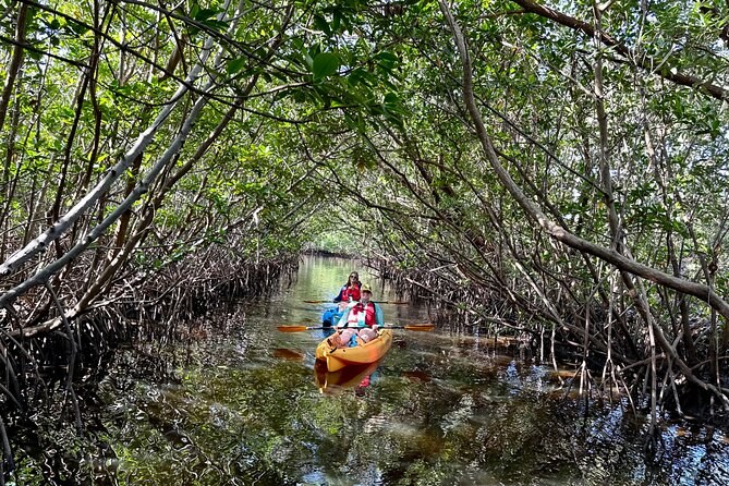Kayak & Paddleboard Adventure: Bermuda's Mangrove Sanctuaries