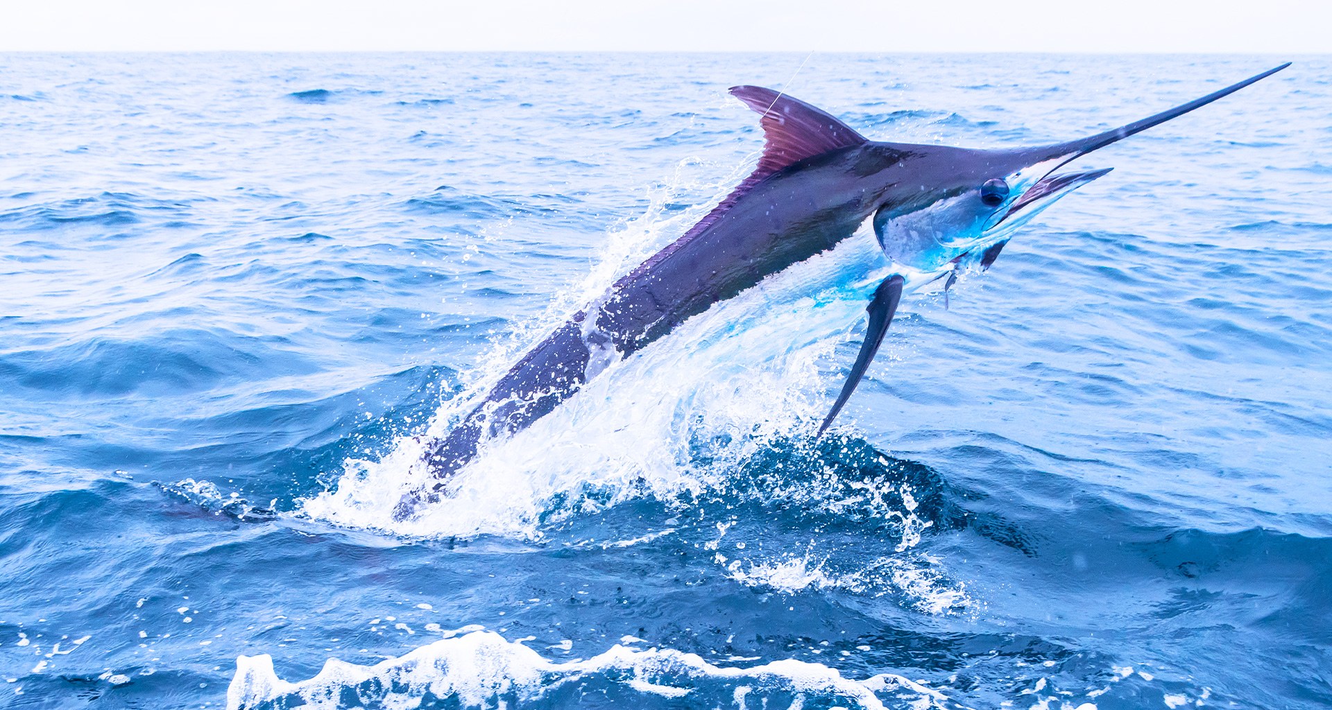 Deep-Sea Sport Fishing Charter: Pacific Blue Marlin & Mahi