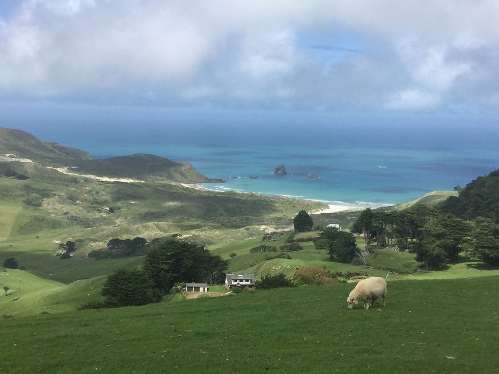 Fantail Tours: Small-Group Otago Peninsula & City Signature Day