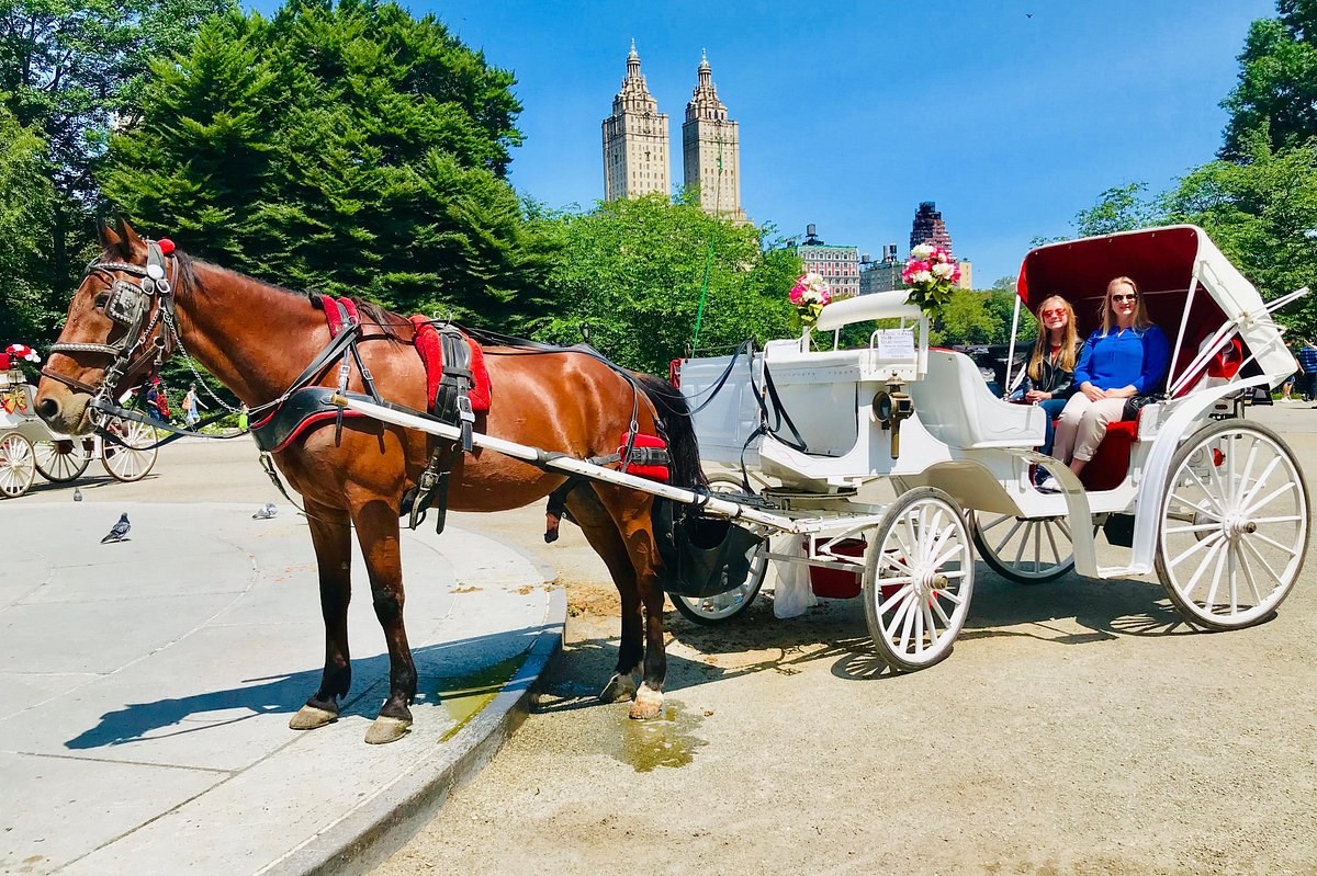 Central Park: Luxury Private Carriage & Guided Cycling Tour
