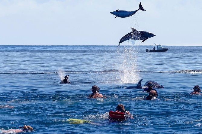 Swim with Dolphins: Private Guided Eco-Charter
