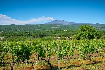 Gambino Winery Etna DOC: Private Tasting & Vineyard Tour