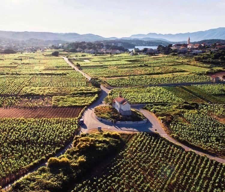 Lumbarda Pošip Vineyard Tour & Private Wine Tasting