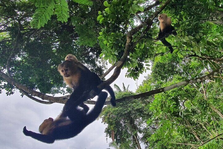Soberanía Rainforest Wildlife Walk with Expert Naturalist