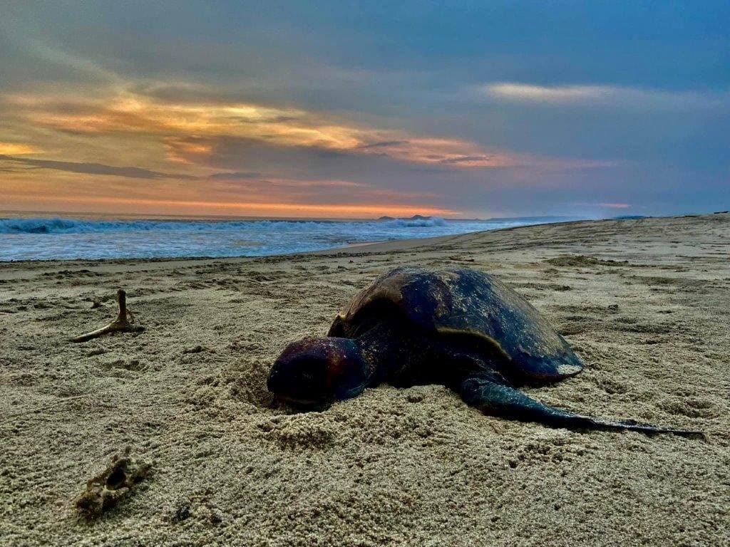 Baby Sea Turtle Release & Birdwatching at La Bocana Estuary