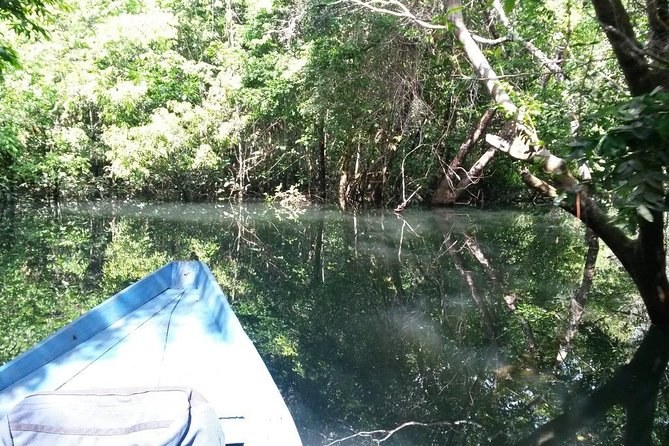 Amorim Cove Private Boat Tour: Secret Lagoon & Forest Canopy Walk