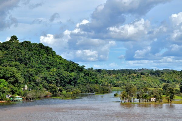 Amazon Wildlife & Caiman Spotting: Private Naturalist-Led Jungle Walk