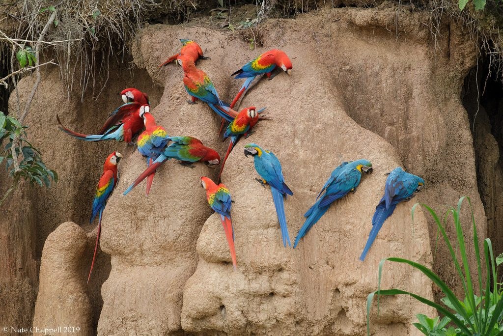 Amazon Birding at Dawn: Rare Macaw & Toucan Private Photography Tour