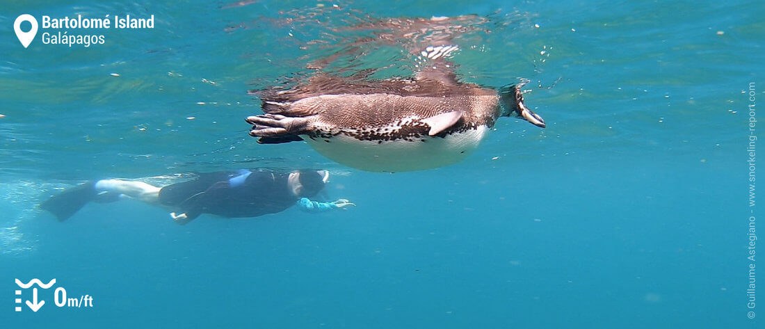 Bartolomé Summit Trek & Penguin Snorkel: Full Island Immersion