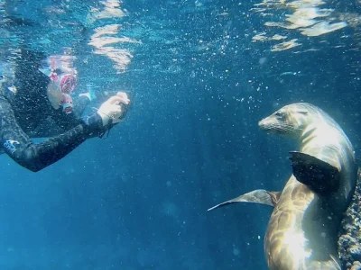 Galápagos Penguin & Marine Life Snorkel at Pinnacle Rock