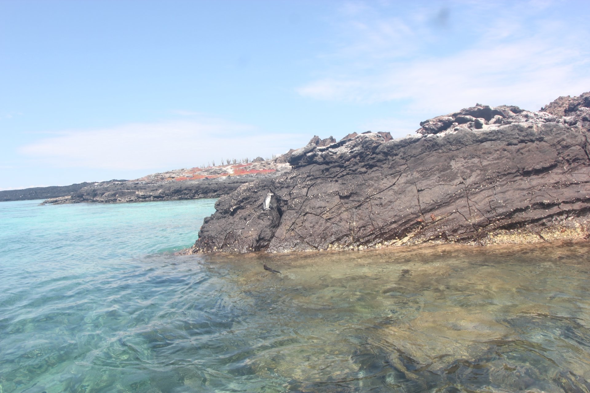 Borrero Bay: Reef Snorkel & Pelican Bay Swim at Daphne