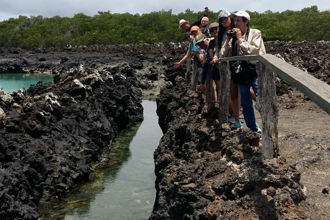 Las Tintoreras Islet: Snorkel & Wildlife Walk with White-Tip Sharks
