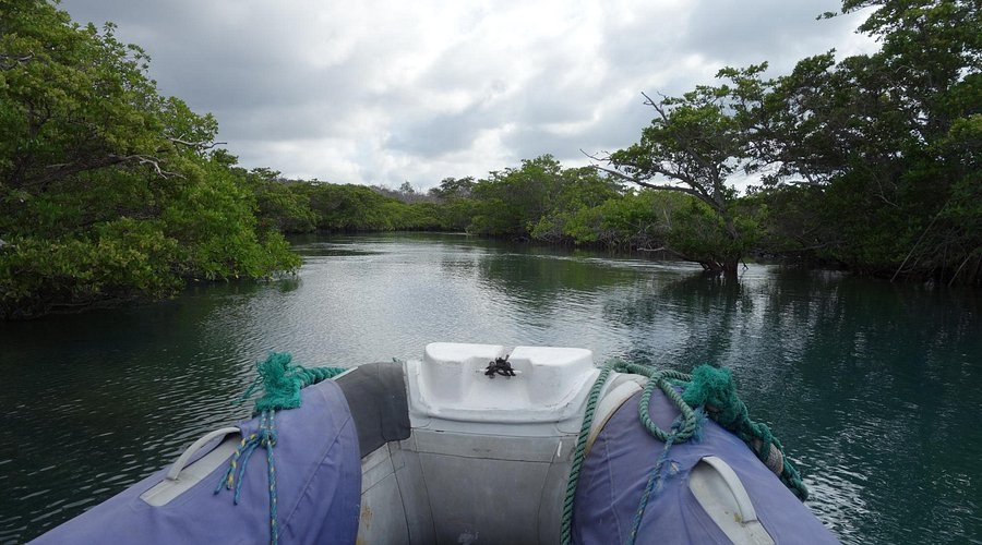 Elizabeth Bay Panga & Kayak: Mangroves, Penguins & Rays by Water