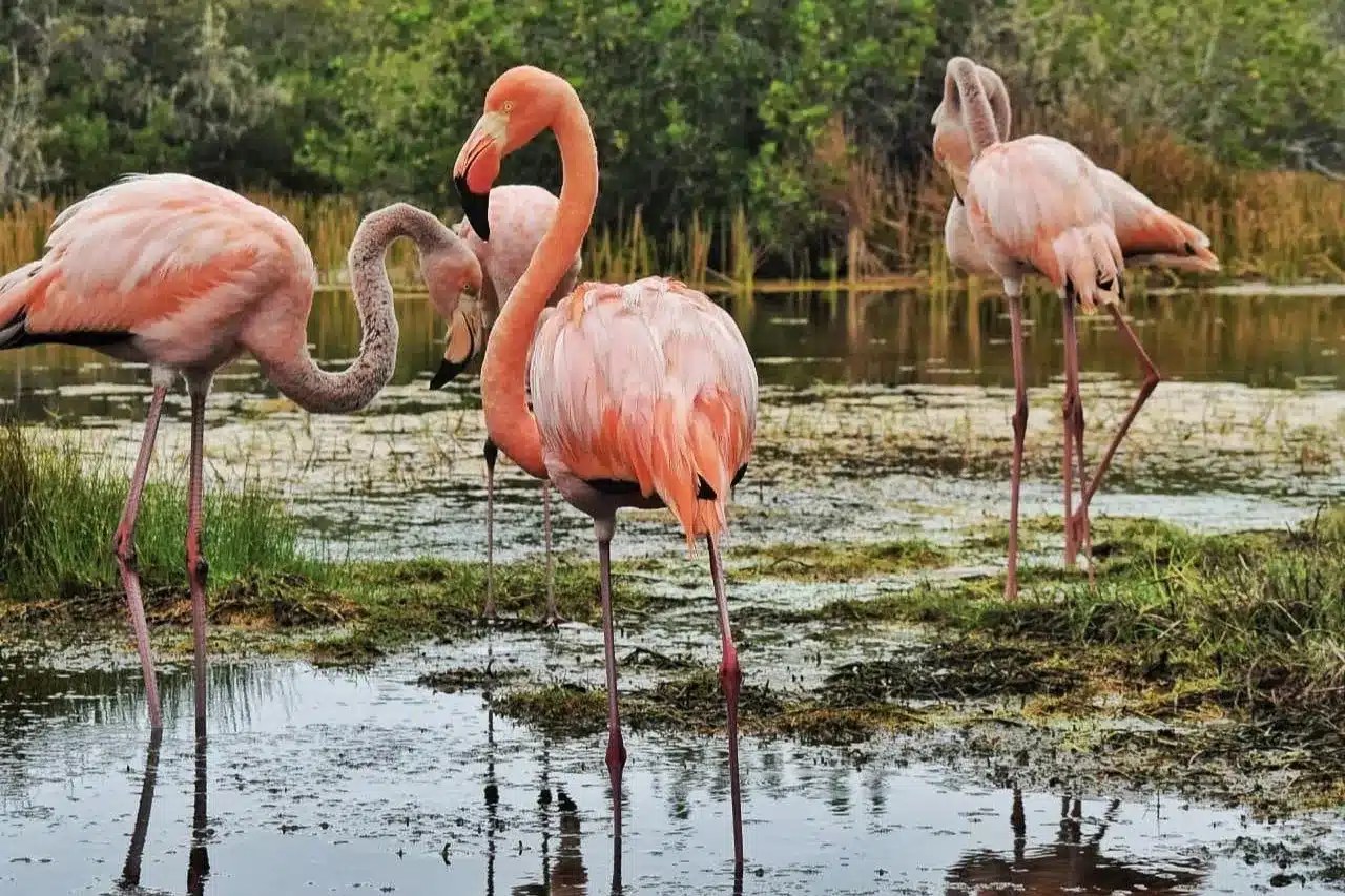 Wall of Tears & Wetlands Bike: Flamingos, Tortoises & Colonial History