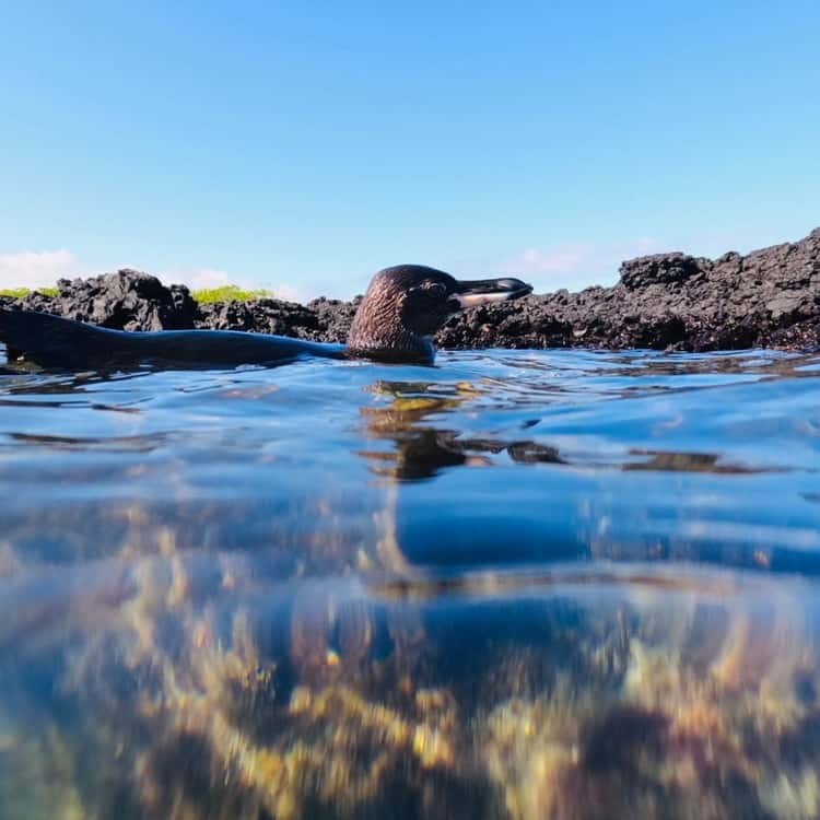 Las Tintoreras: Private Islet Walk with White-Tip Sharks & Penguins