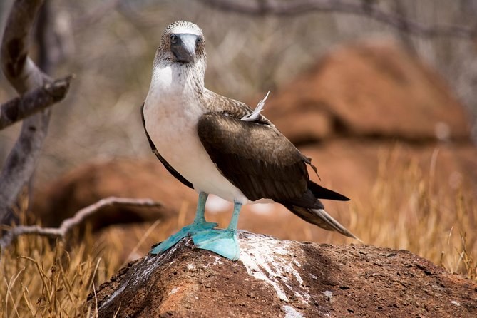 North Seymour Private Luxury Day Tour: Wildlife & Snorkel