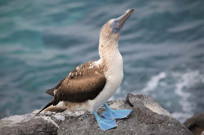 North Seymour Blue-Footed Booby Colony Guided Nature Walk
