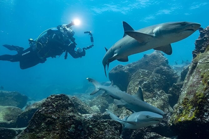 North Seymour Scuba Dive: Reef Sharks, Rays & Sea Turtles