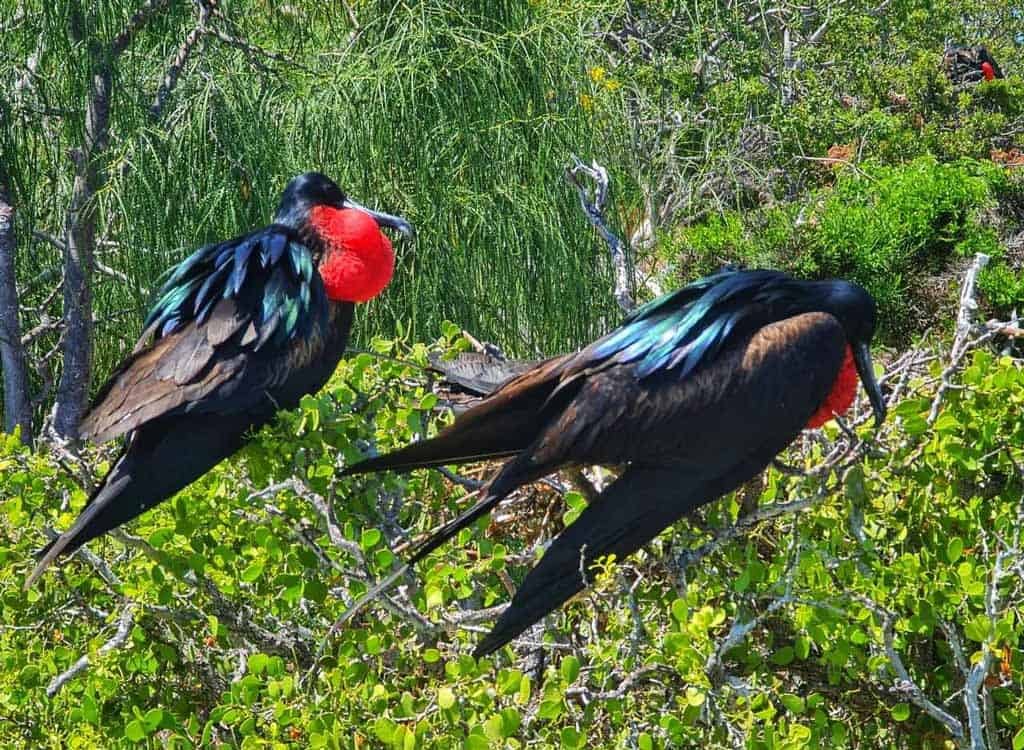 North Seymour Frigatebird Nesting Colony: Expert Naturalist Tour