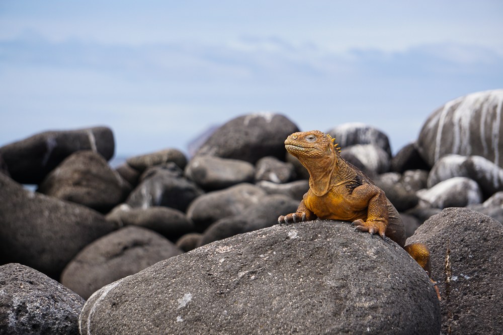North Seymour Land Iguana & Lava Landscape Photography Expedition