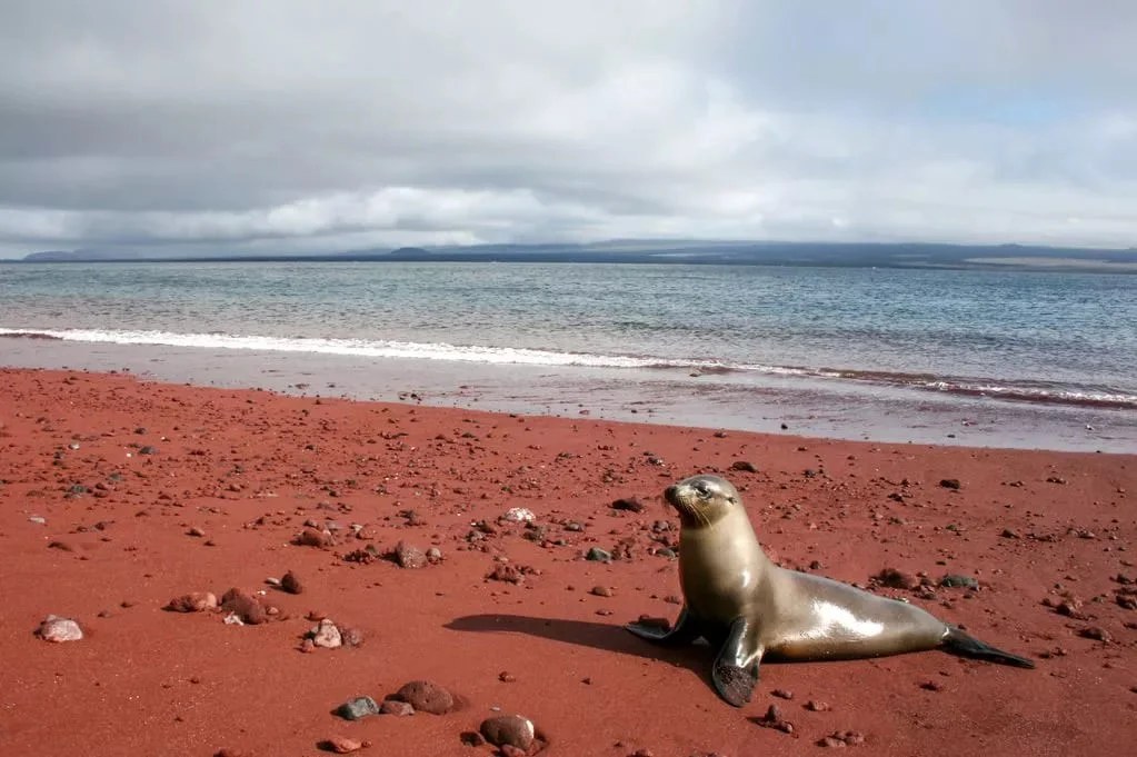 Rábida Red Beach Snorkel: Sea Lions, Rays & Reef Fish