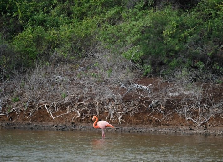 Rábida Flamingo Lagoon: Wildlife Walk with Expert Naturalist