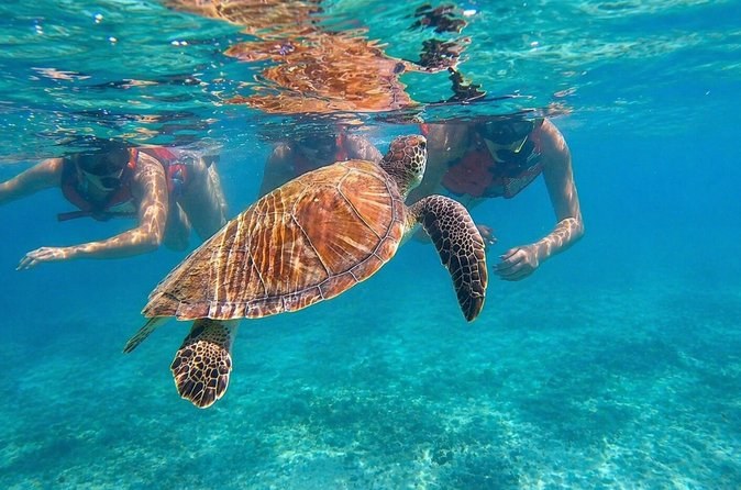 Snorkeling with Sea Turtles Along the Volcanic Shoreline