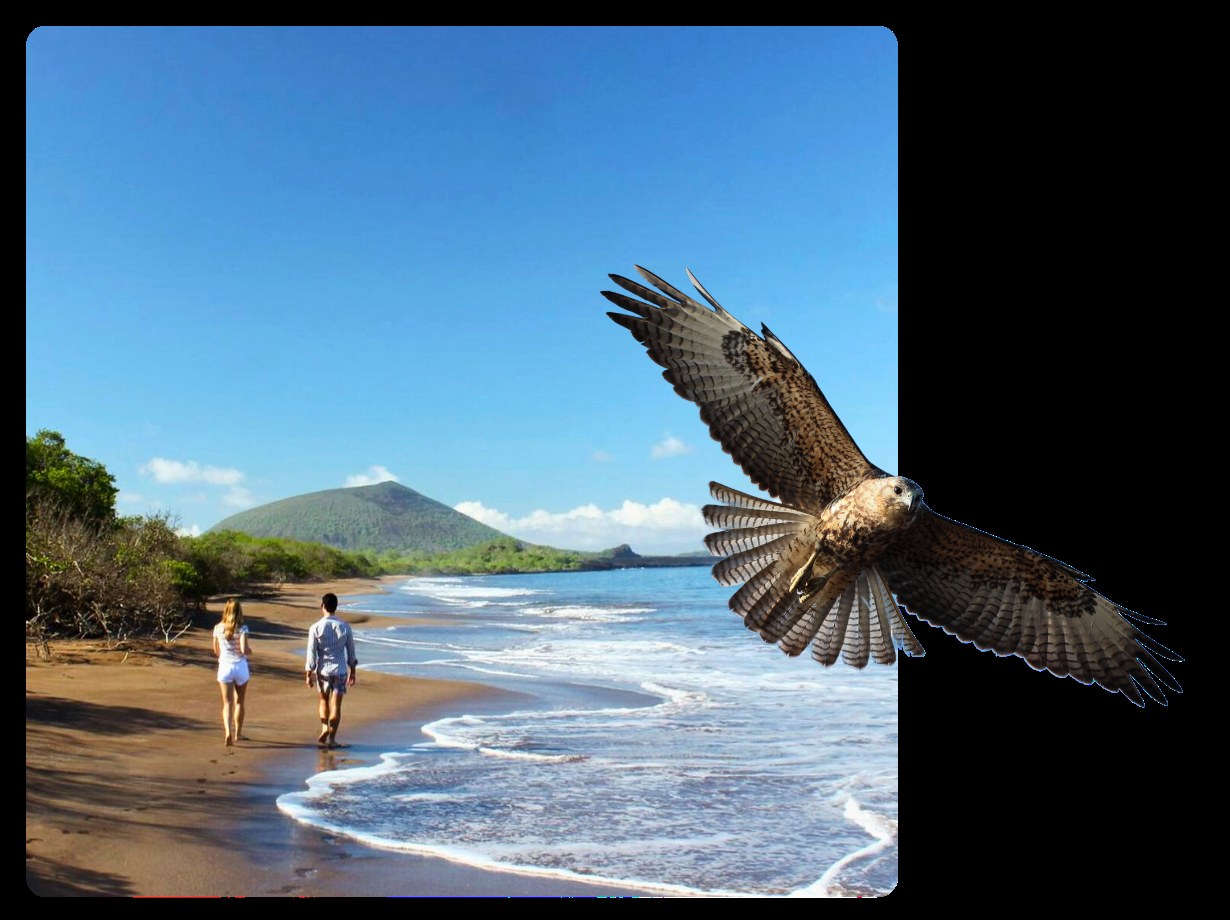 Galápagos Hawk & Seabird Birdwatching: Lagoon & Coastal Circuit