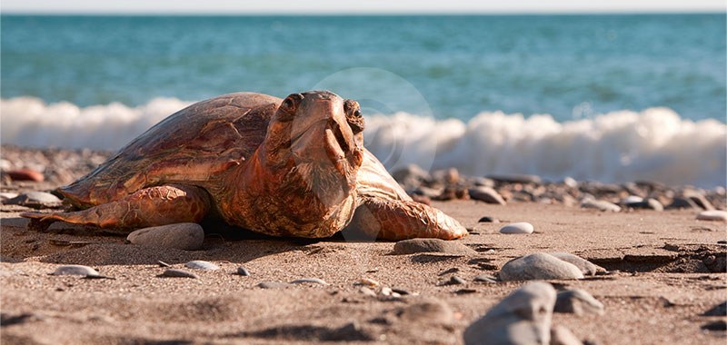 Espumilla Beach: Sea Turtle Nesting Site Sunrise Experience