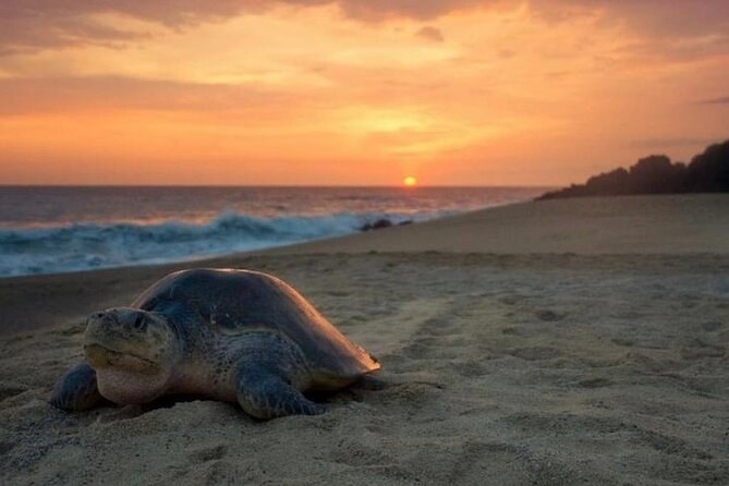 Green Sea Turtle Nesting Walk: Las Bachas at Dawn with a Naturalist