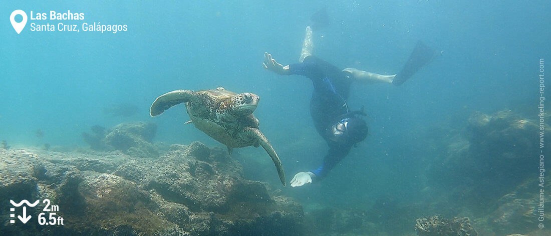 Las Bachas Snorkel Safari: Sea Turtles, Rays & Reef Fish