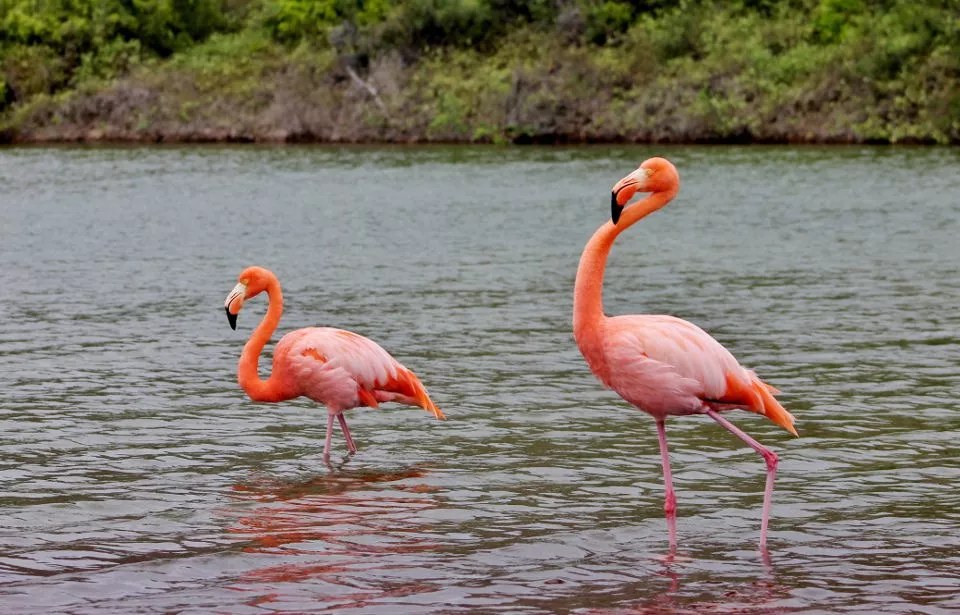Las Bachas Flamingo Lagoon & Birding Walk with an Ornithologist