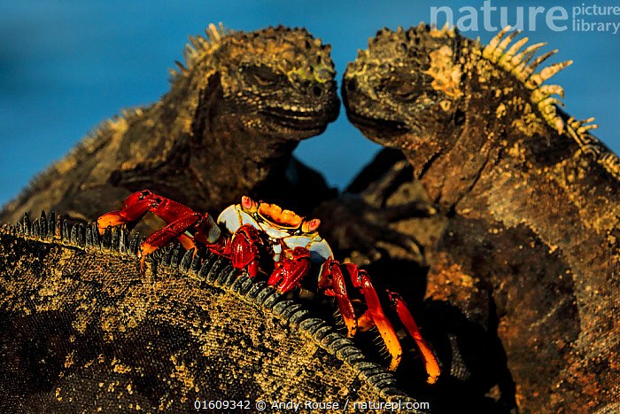 Marine Iguana & Sally Lightfoot Crab Photography Masterclass, Las Bachas