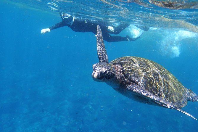 Santa Fe Island Day Tour: Snorkelling, Hawks & Hidden Beach
