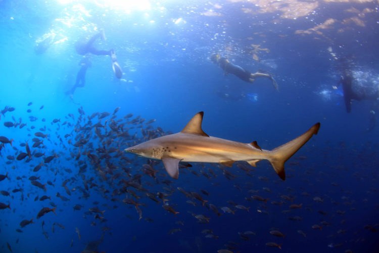 Kicker Rock: Snorkel with Sharks & Rays at León Dormido