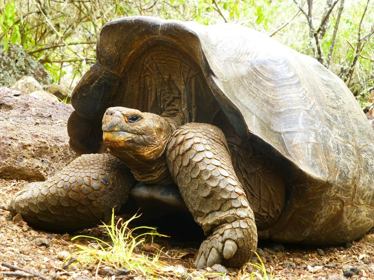 Cerro Colorado Tortoise Reserve & Highland Coffee Farm