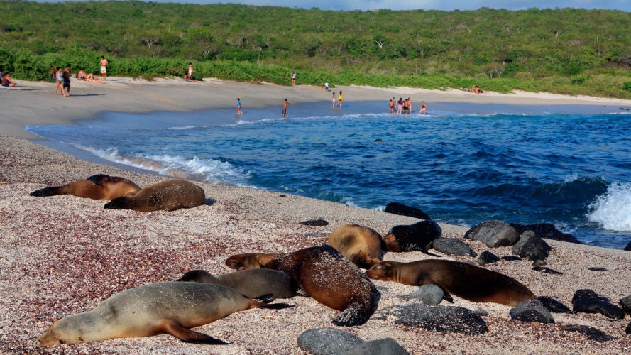 La Lobería & Frigatebird Hill: Wildlife Walk from Port
