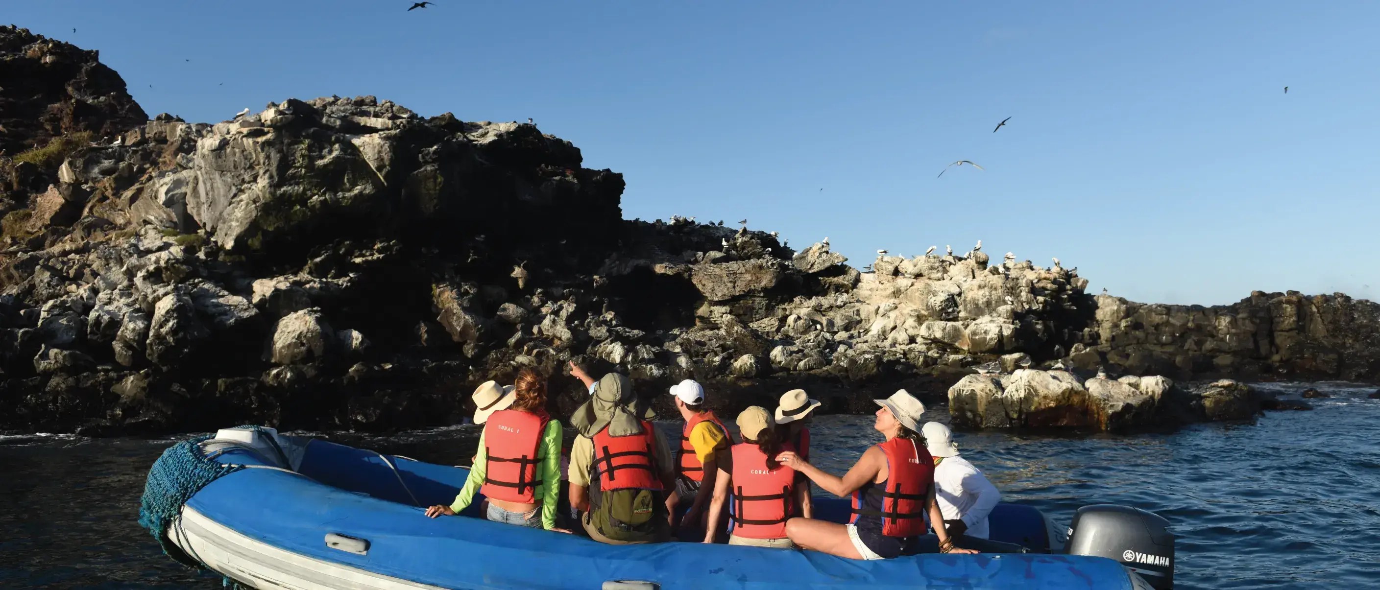 Punta Pitt: All Three Booby Species + Panga Cliff Ride