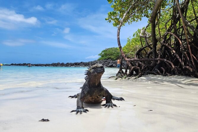 Tortuga Bay: Private Kayak & Marine Iguana Snorkel