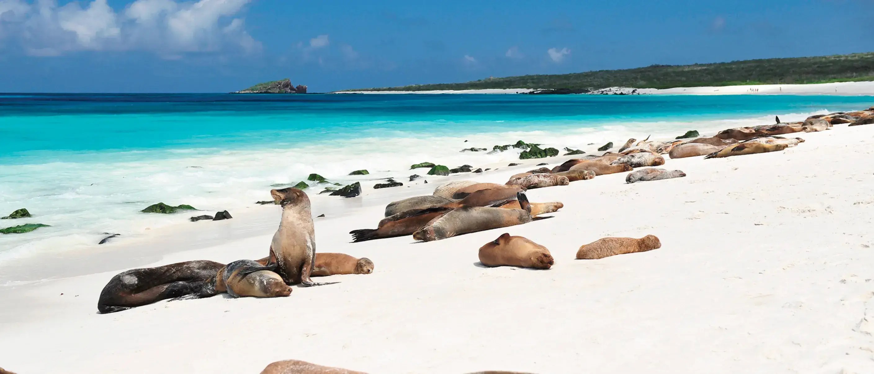 Gardner Bay: Snorkel the Islet & Swim with Sea Lions