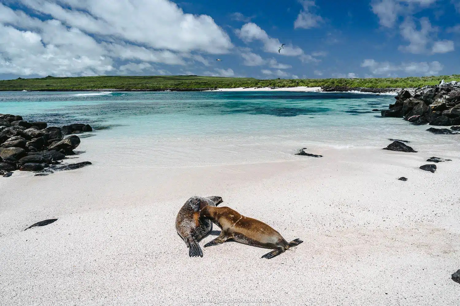Española: Islanders Galápagos Small-Group Expert Tour