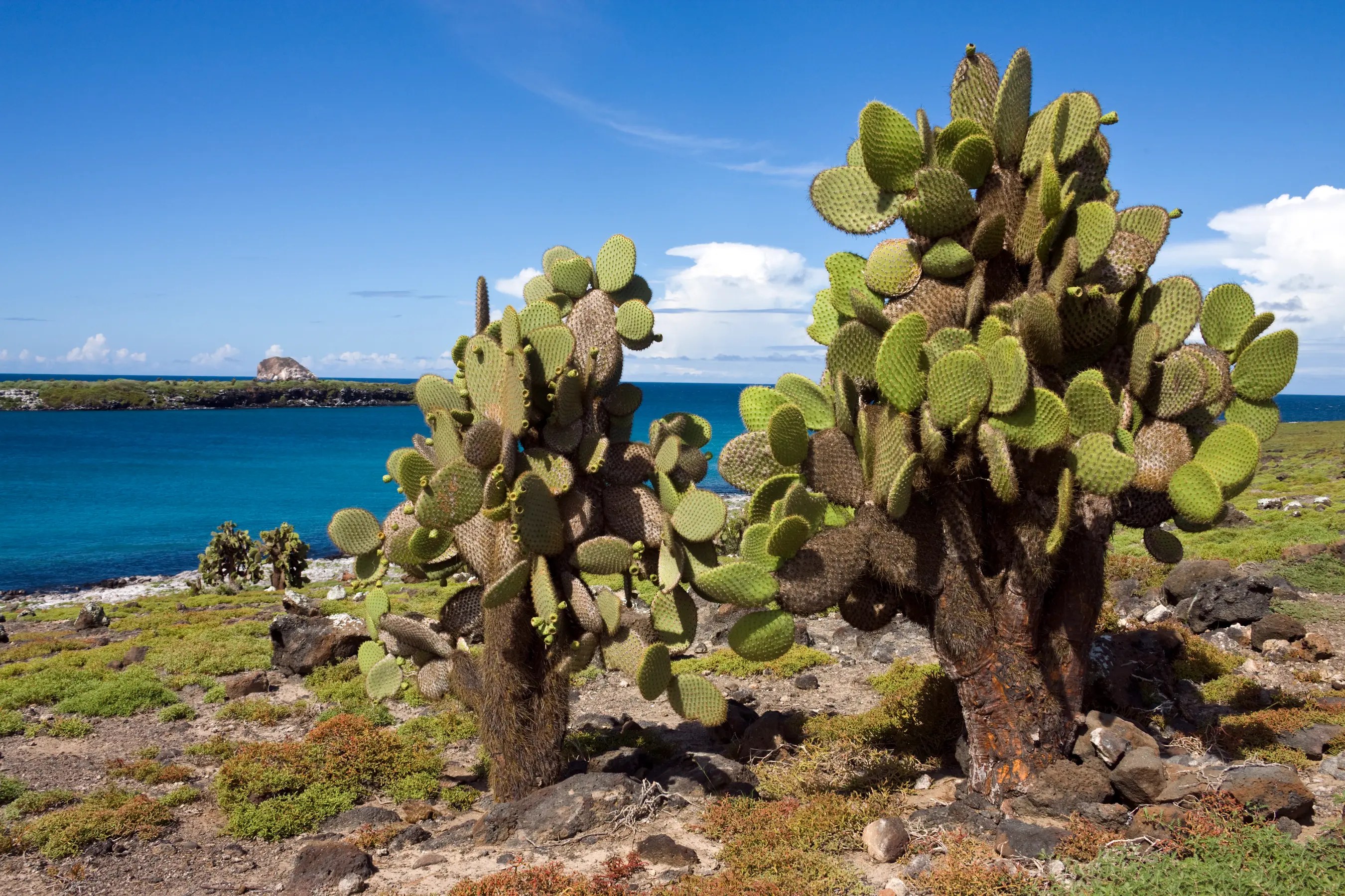 Plaza Sur: Private Naturalist Yacht & Guided Wildlife Immersion